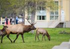 Two Elk Charge at Woman Walking Her Dog in Colorado