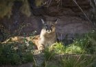‘Yikes!’: Woman Zooms up to Find Mountain Lion Staring at Her