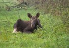 WATCH: Helpful Citizen Lifts Baby Moose Over Traffic Barrier