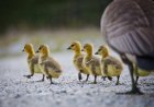 Police Officers and Good Samaritans Save Family of Geese