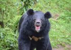 WATCH: Aggressive Bear Chases Man in Japan