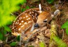 Viral Video: Baby Deer Manages to Hide From Dog in Plain Sight