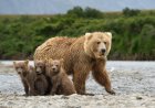 ‘Magic on the Trail’: Grizzly Family Swimming in the Lake (Video)