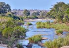 Suspects Arrested for Murder of Tourists in Kruger National Park