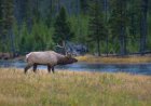 WATCH: Moose Crosses River in Front of Grizzly Bear