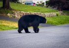 Chalk Artist Accidentally Films Bear Running in Neighborhood