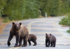 Grizzly Bear Family Crosses Road in Grand Teton National Park