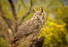 ‘What’s Going on Here?’: Owl Sits on Snake in Confusing Video