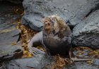 Massive Sea Lion Emerges From Dumpster ‘Like a Giant Slug’