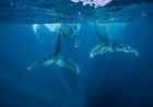 Blue Whale vs. Humpback—the Size Difference Is Shocking