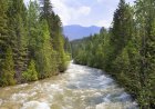 Intense Footage Shows Bear Getting Swept Down River (Video)