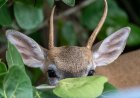 It’s Nearly Impossible to Find the Deer Hidden in This Photo