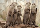 Sound on: Otters Put on Hilarious ‘Rager’ for State-Park Trail Cam