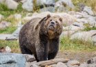 WATCH: Grizzly Bear vs. Crane in Yellowstone National Park