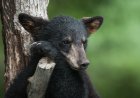 Three Baby Bears Wander Onto California Porch (Video)