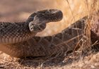 WATCH: Squirrel Faces off With Snake to Protect Its Burrow