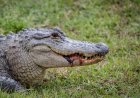 Terrifying Video Shows Moment Gator Grabs Woman by the Arm