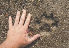 Spot a Mountain Lion on the Trail? Here Are Some Survival Tips