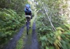 Brown Bear Attacks Mountain Biker on Trail in Alaska