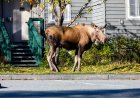 Caught on Security Cam: Moose Plays Tetherball at Cabin