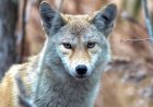 Viral Video: Coyote Discovered in a Middle-School Bathroom