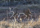 WATCH: A Bobcat Fights a Rattlesnake in Arizona