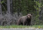 Banff Grizzly ‘The Boss’ Removes Tracking Collar Within a Week