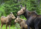 Beloved Moose Mom Shows up With Rare Triplets (See Photos)