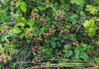 Oregon Teen Became Trapped in Blackberry Bushes