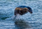 ‘Keep Paddling!’: Sea Lion Leaps Into Canoe Paddlers During Race