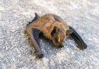White Sands National Park Seeks Visitor Who Carried Dead Bat