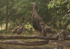 Wild Turkey Mom Creates ‘Umbrella’ to Protect Babies (Video)