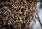 Millions of Bees Escape After Truck Tips in Texas Neighborhood