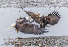 WATCH: Bald Eagles Wrestle in the Street in Vermont