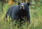 Tourists Encounter Bear on Bridge in Glacier National Park (Video)