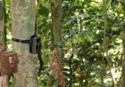 Rare ‘Ghost Dog’ Spotted on Trail Cam in the Amazon
