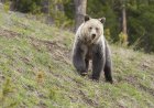 Woman From Viral Grizzly-and-Dog Video Speaks Out