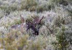 Viral Video: Moose Attacks Dirt Biker on Trail in Canada