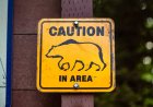 WATCH: Bears Break Into Locked RV at Campground