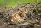 Can You Find the Camouflaged Fawn in This Photo?