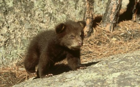 WATCH: Baby Bear Slips Through Patio Fence in Montana