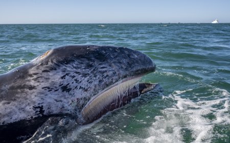 WATCH: Gray Whale Knocks Hydrofoil Rider off Board