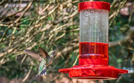 Bear Thoroughly Enjoys Nectar From Hummingbird Feeder (Video)