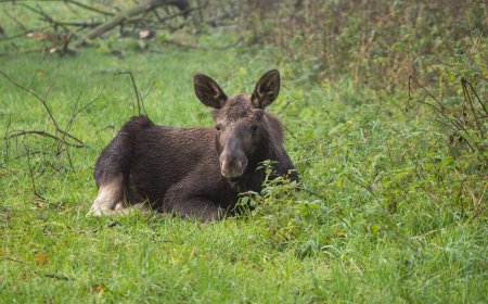 WATCH: Helpful Citizen Lifts Baby Moose Over Traffic Barrier