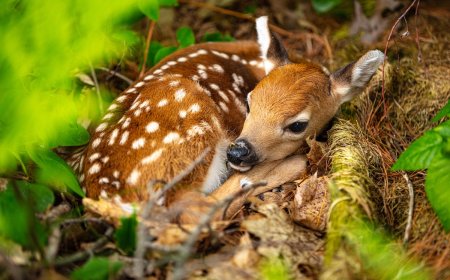 Viral Video: Baby Deer Manages to Hide From Dog in Plain Sight