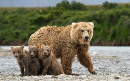 ‘Magic on the Trail’: Grizzly Family Swimming in the Lake (Video)