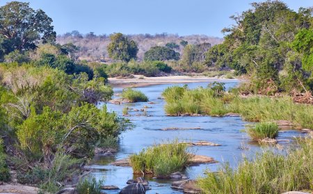 Suspects Arrested for Murder of Tourists in Kruger National Park