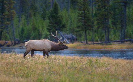 WATCH: Moose Crosses River in Front of Grizzly Bear