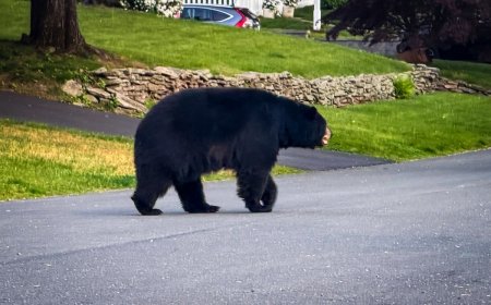Chalk Artist Accidentally Films Bear Running in Neighborhood