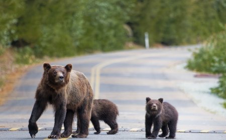 Grizzly Bear Family Crosses Road in Grand Teton National Park